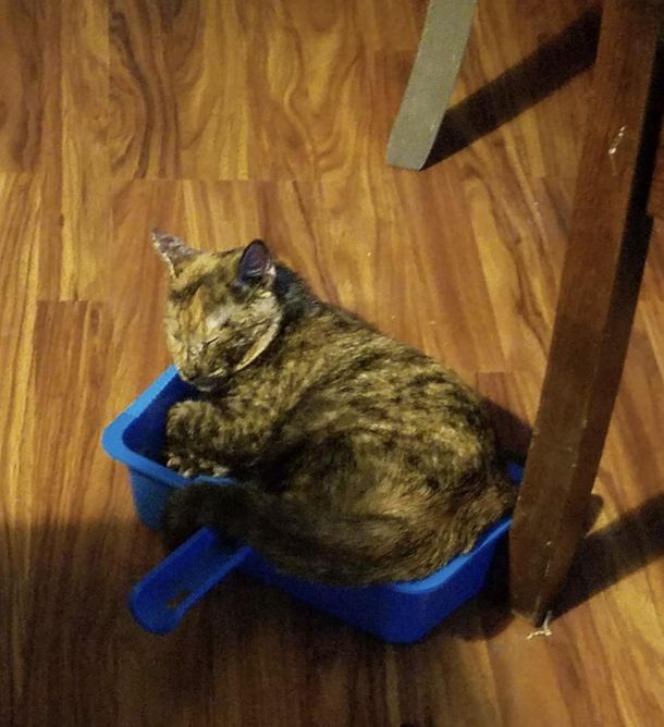 The amount of cat hair Im having to sweep up has gotten ridiculous