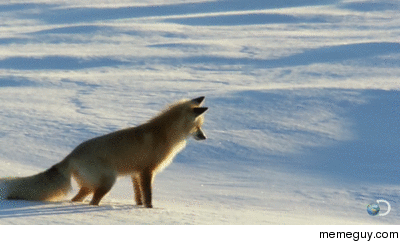 The Arctic Fox one of the most graceful and majestic animals in the world