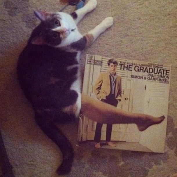 The Art of Catsual Seduction