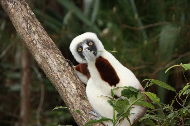 The Astonished Lemur by Jakob Strecker