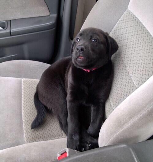 The awkward dog