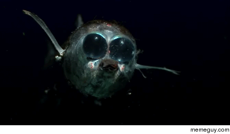 The barreleye fish