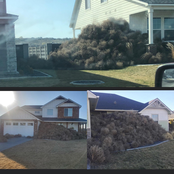 The beautiful tumbleweeds of Eastern Washington