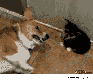 The Best Defense Is A Good Puppy Fart