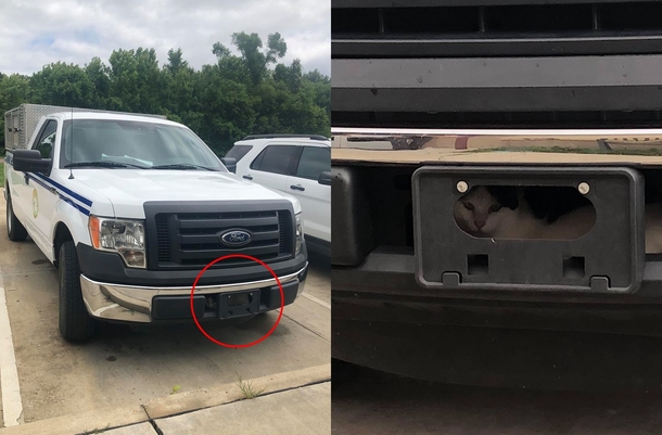 The best place to hide from Animal Control is right under their noses