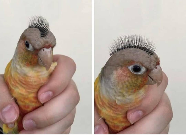 The best use Ive ever seen for false eyelashes