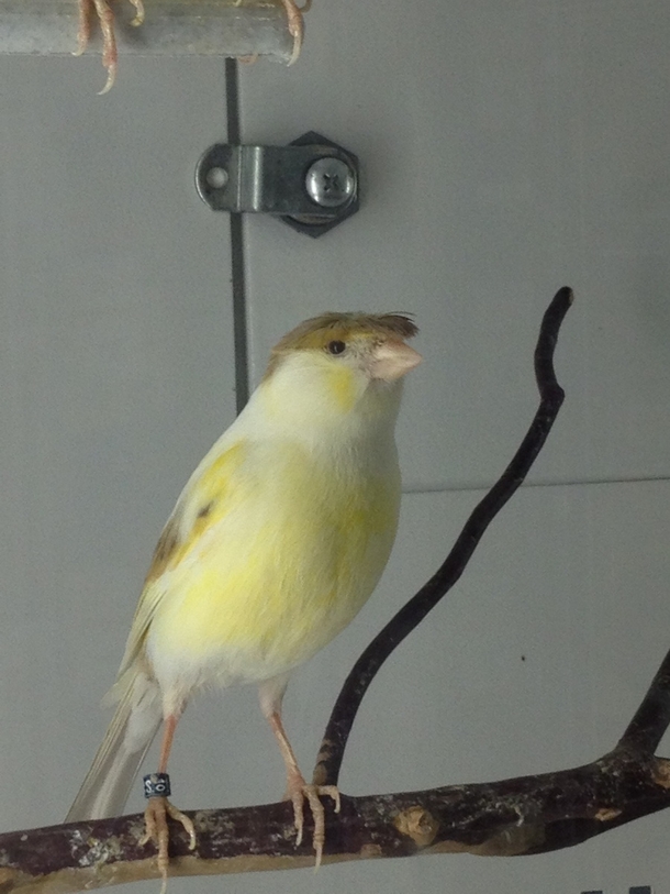The bird don