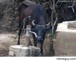 The Black Cow Using a Water Hand Pump to Drink Water