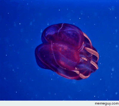 The Bloodybelly Comb Jelly looks like an alien spacecraft