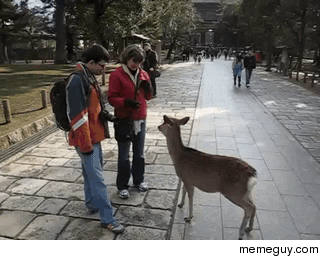 The Bowing Deer Of Nara Japan