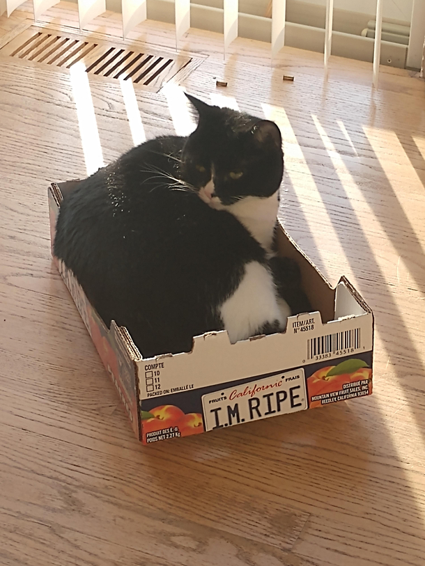 The box dont lie Marshmallow has hygiene issues