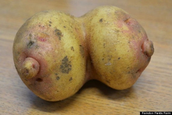 The breast potato in the world