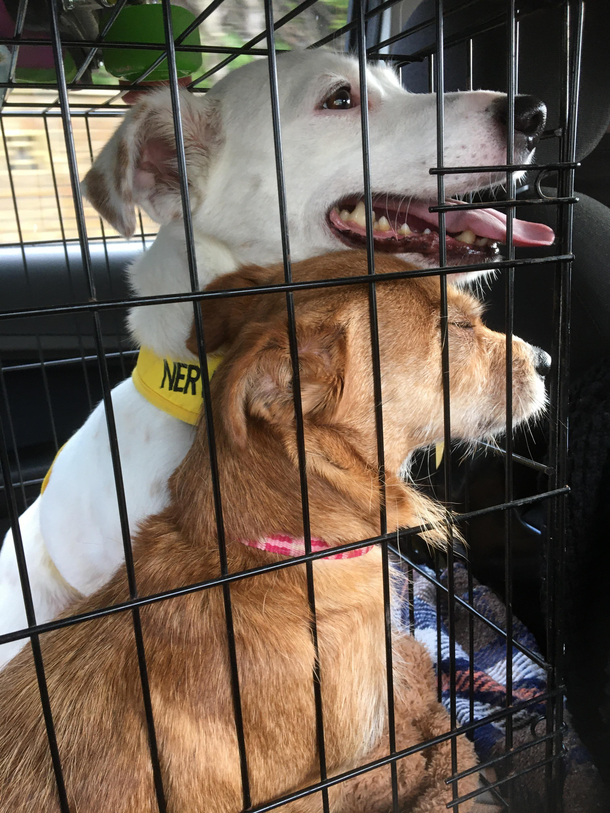 The brown dog is the mother of the white dog The poor woman just wants an easy life