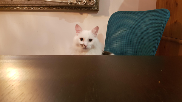 The business cat will see you now
