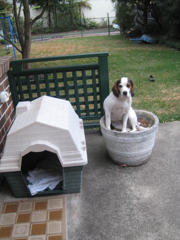 The caninus sittinginapotlius is a carnivorous and hairy species occasionally found in backyards