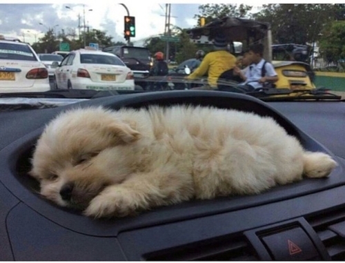 The car with a puppy holder