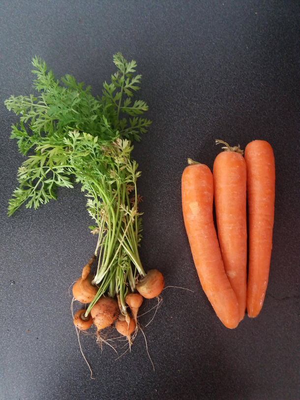 The carrots I grew  vs some store bought ones we had