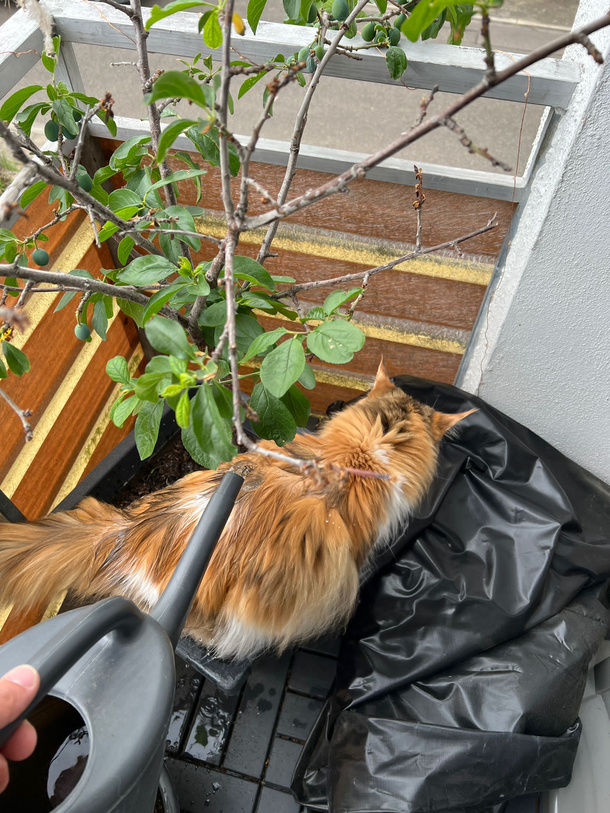 The cat also wants to be watered