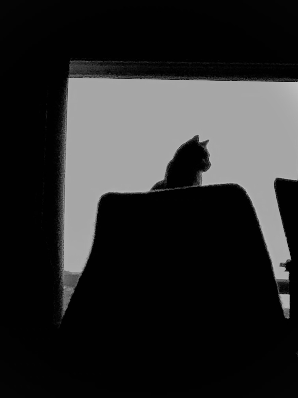 The Cat Doing Her Best Batman Pose Perched Atop A Scratching Post