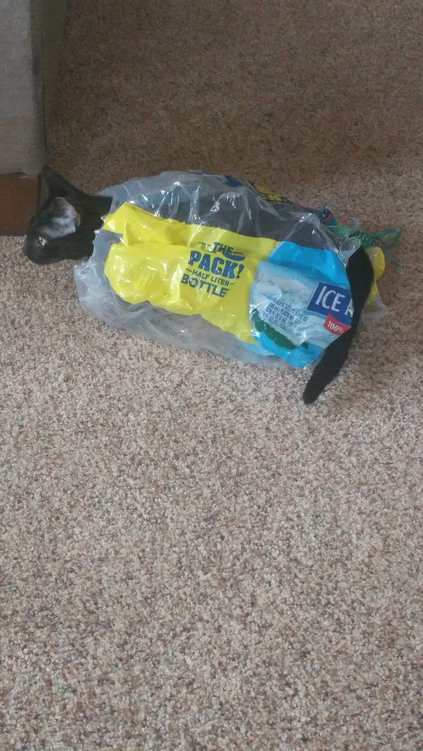 The cat in a natural habitat