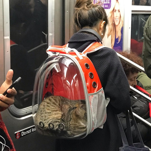 The Cat in the Pack