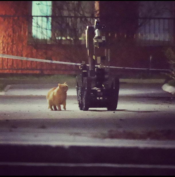 The cat is living a dangerous life