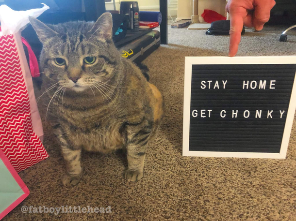 The cat of wisdom