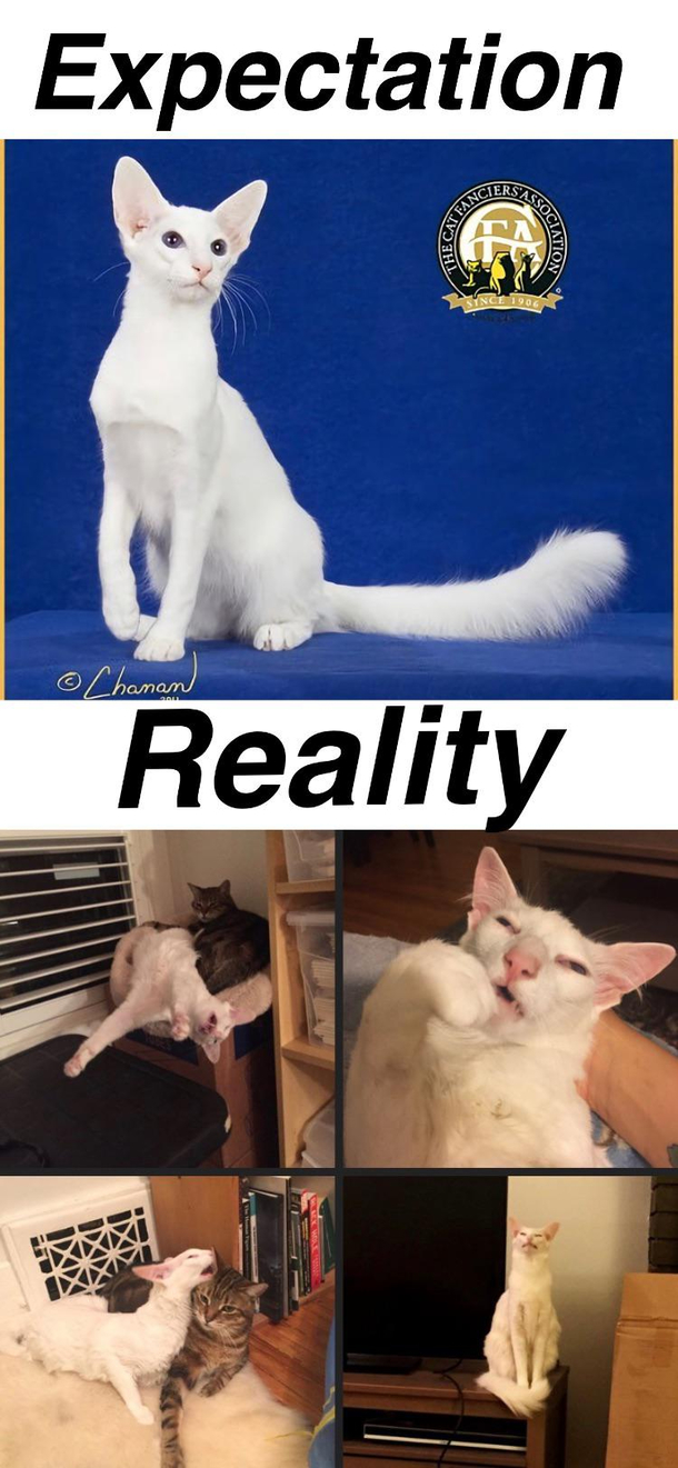 The cat Pangur an oriental longhair belonging to Pangur-and-grim on tumblr Not my cat just thought of this sub when I saw this