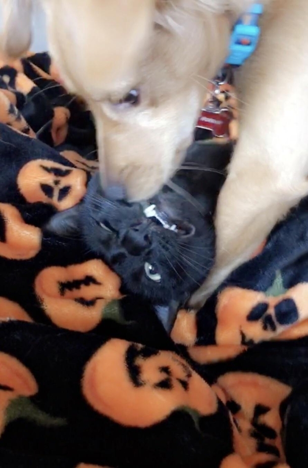 The cat seems to like the new puppy