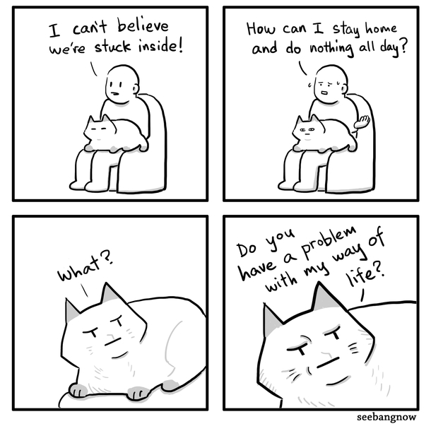 The cat way of life