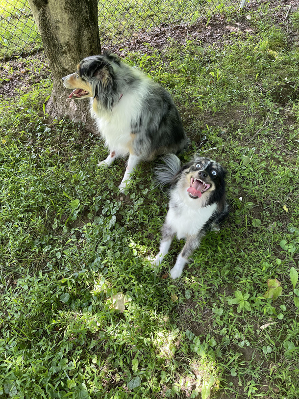 The chances of being killed by your miniature Australian Shepherd are low but never zero
