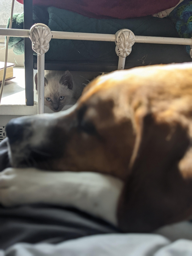 The chances of your kitten killing your dog are low But never zero