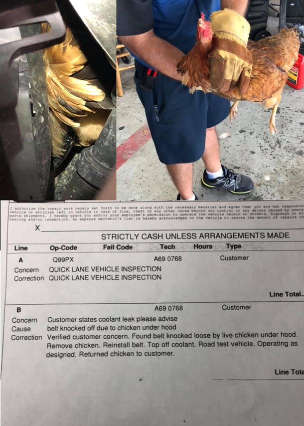 The chicken didnt quite make it across the road