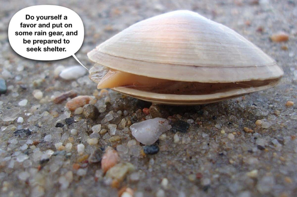The clam before the storm