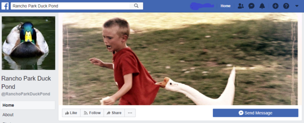 The cover photo of my local duck ponds Facebook account