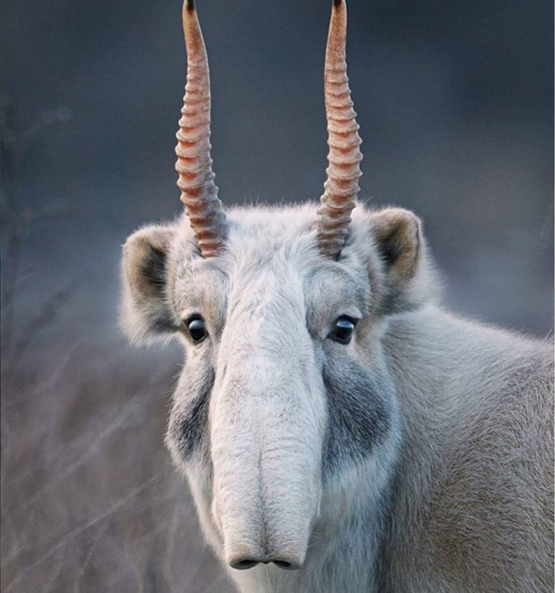 The critically endangered Saiga Antelope