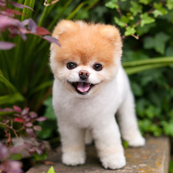 the cutest animal you will see today