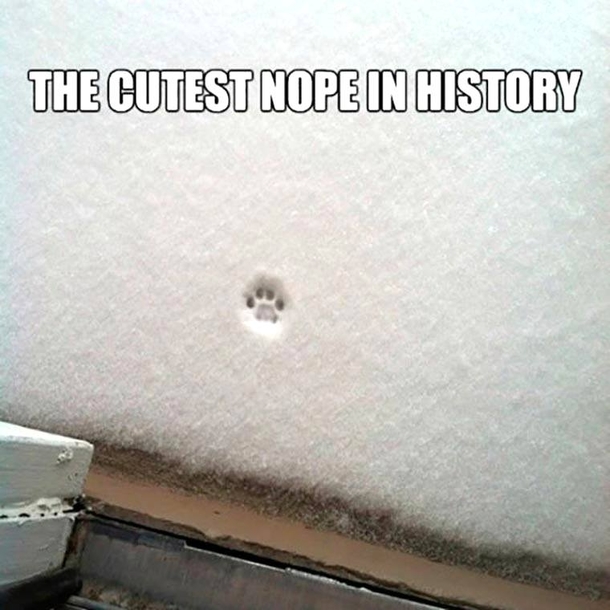 The cutest nope in history