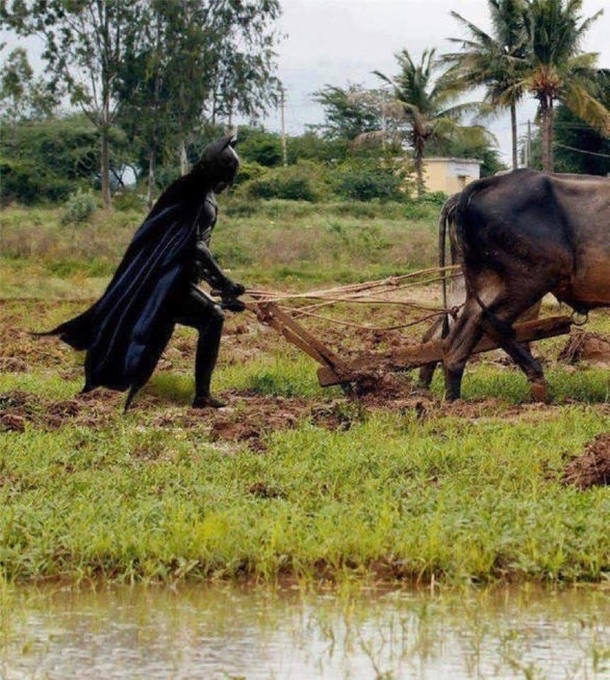 The Dark Knight Rices