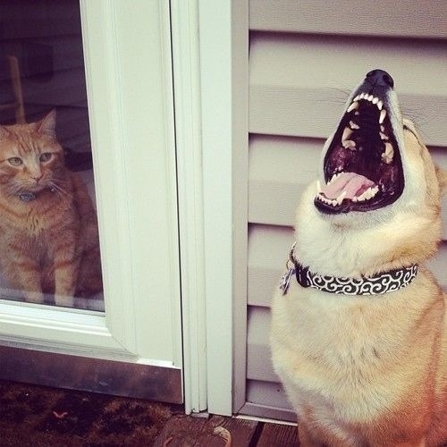 The day the cat was put in time out