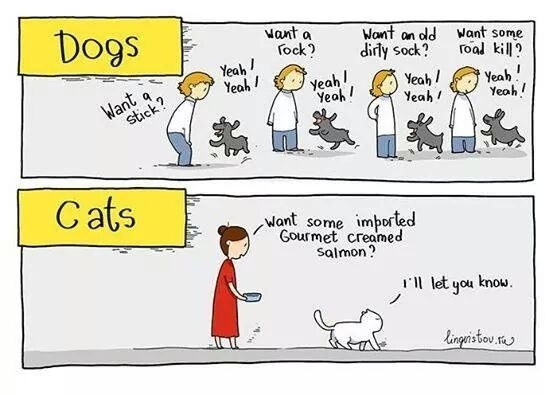 The difference between cats and dogs