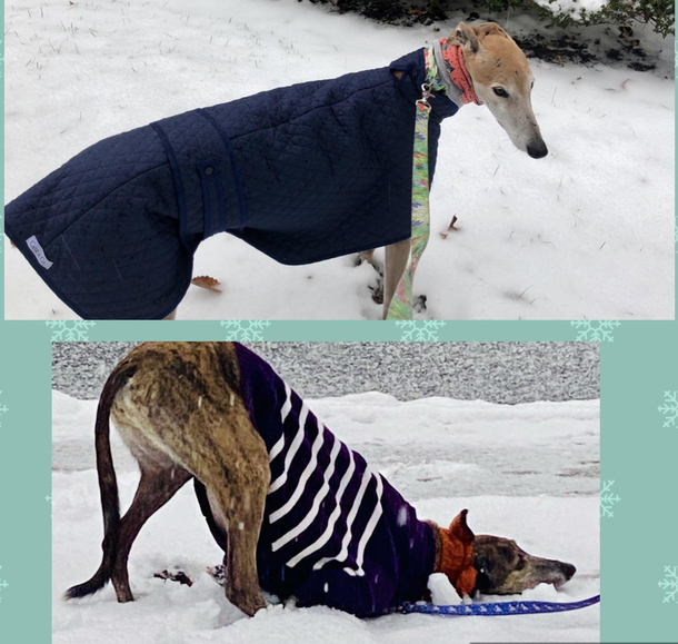 The difference between how my dogs reacting seeing snow for the first time