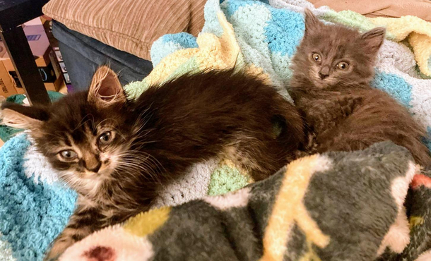 The difference in these cats faces