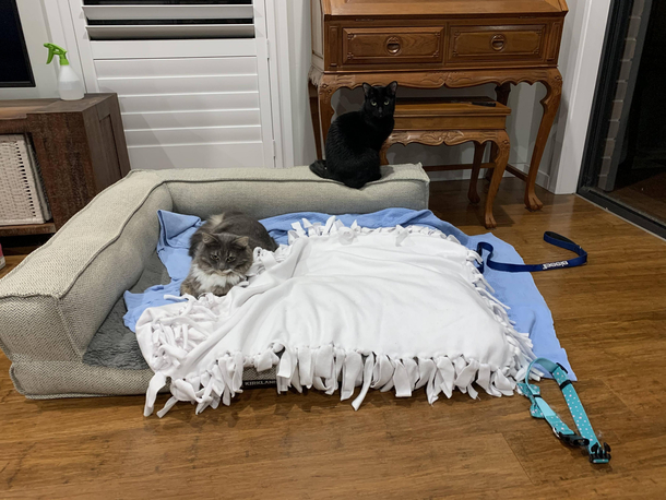 The dog is loving his new bed