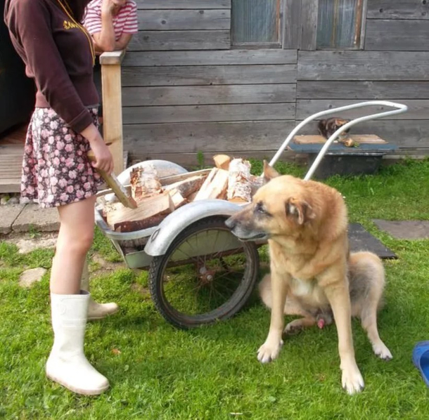 The dog really wants the stick