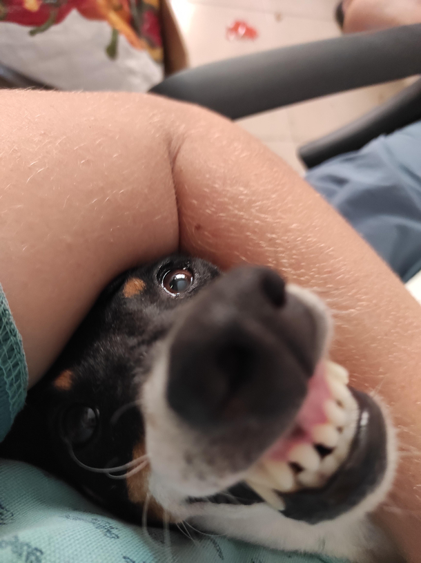 The doggo be angry