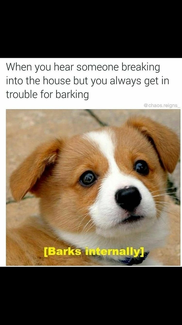 The doggo conundrum