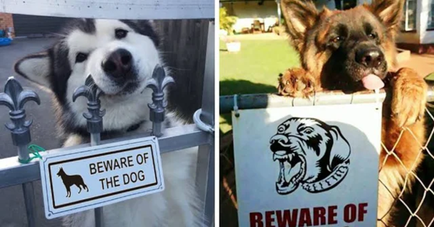 The dogs will chase you to show their love