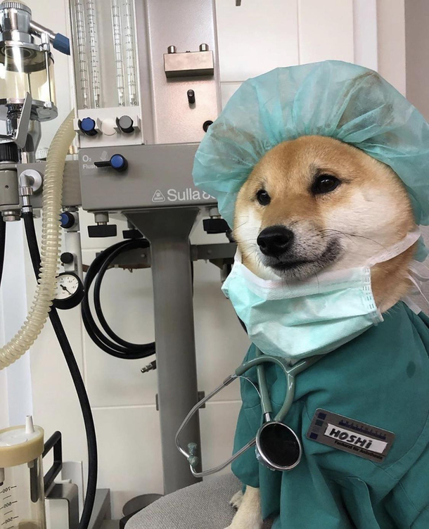 The dogtor will see you now