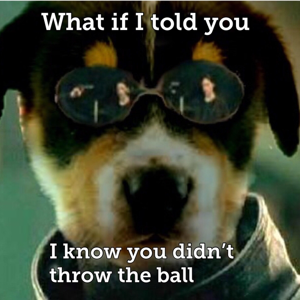 The dogtrix